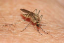 08-1177 Female Mosquito Culiseta Annulata Drawing Blood
